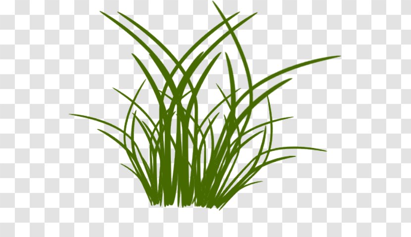 Grass Drawing Flower Blume - Wheatgrass Transparent PNG