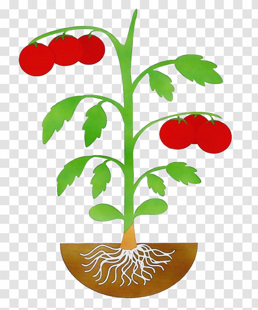 Tomato - Watercolor - Flowerpot Tree Transparent PNG