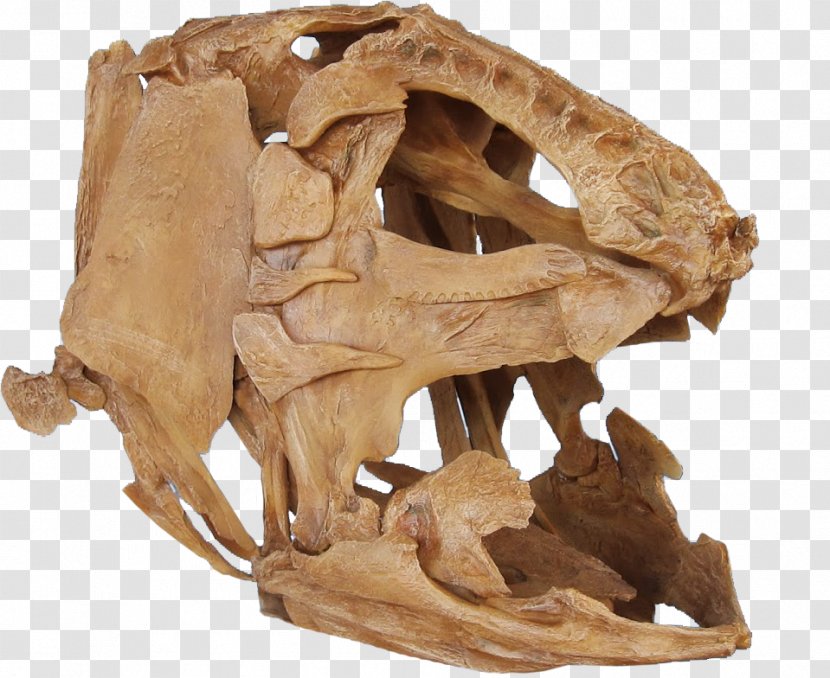 Niobrara Formation Megalocoelacanthus Late Cretaceous Bone - Tooth - Skull Transparent PNG