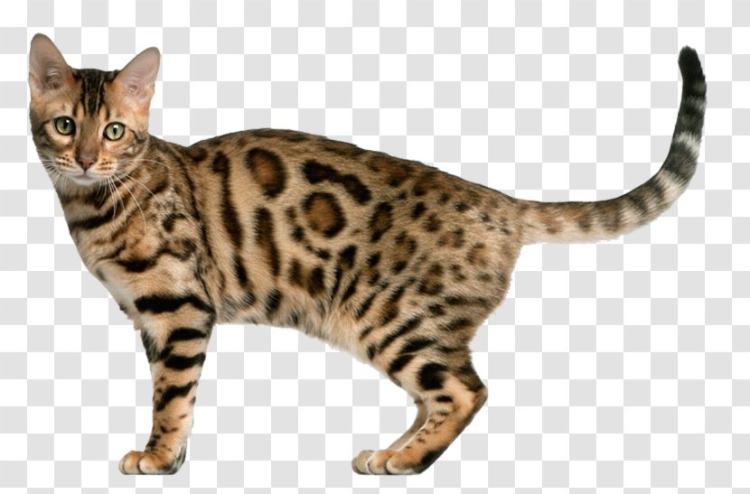 Bengal Cat Kitten Exotic Shorthair Tonkinese Ocicat Transparent PNG
