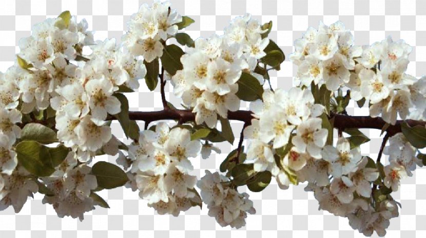 Spring Flower Centerblog Cherry Blossom Transparent PNG