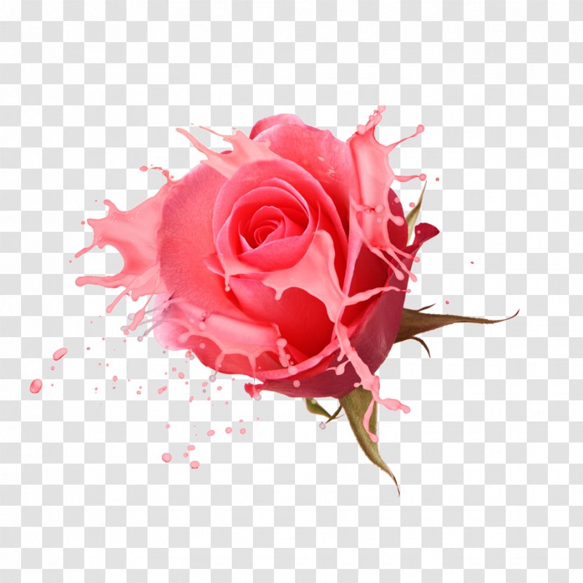 Rosa Chinensis Designer - Close Up - Rose Creative Transparent PNG