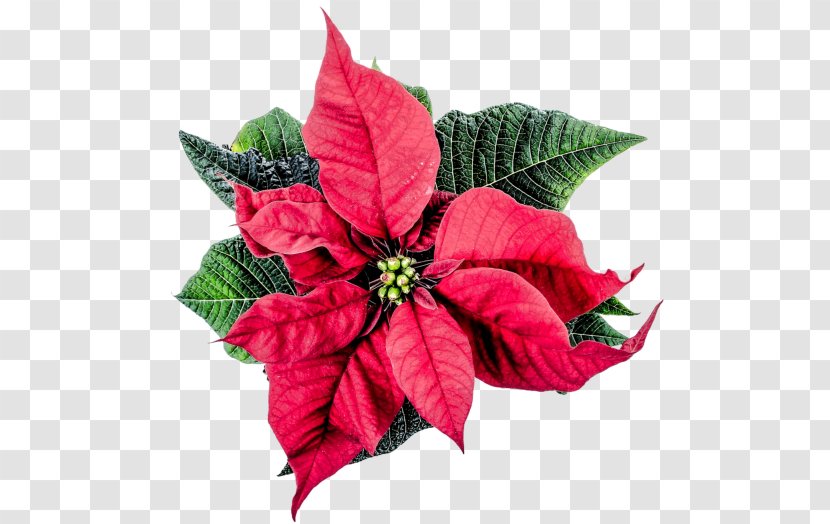 Flower Poinsettia Christmas Joulukukka - Petal Transparent PNG