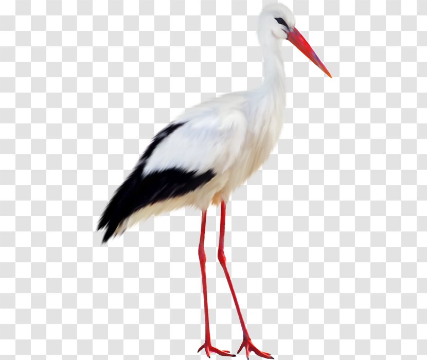 White Stork Bird Black Transparent PNG