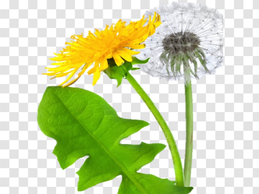 Clip Art Transparency Image Common Dandelion - Perennial Sowthistle - Yellow Transparent PNG