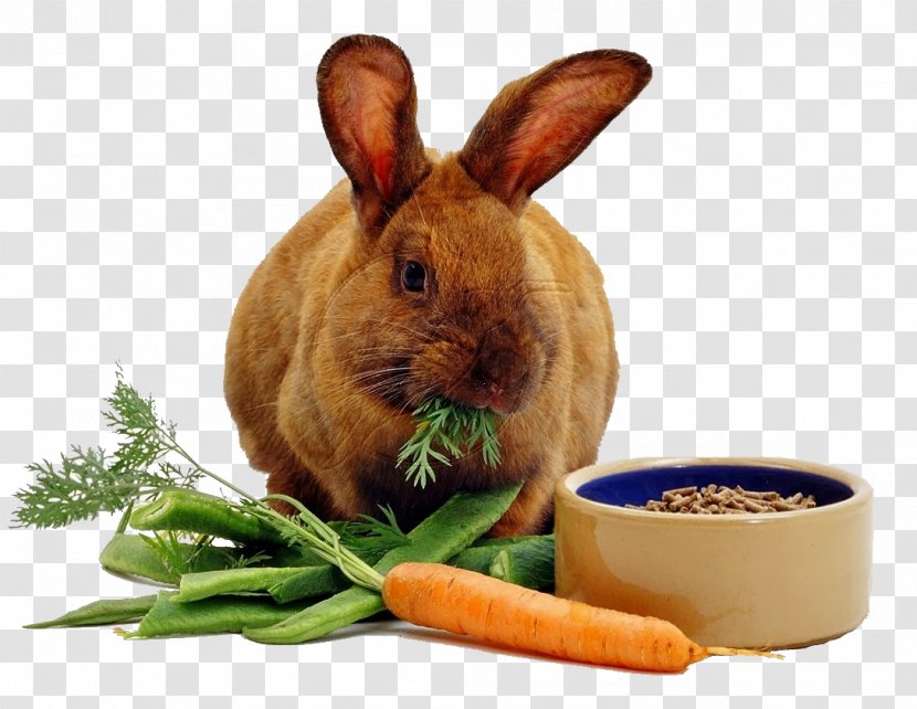 Rex Rabbit Carrot Cake Eating - Pocket Pet - Eat Transparent PNG