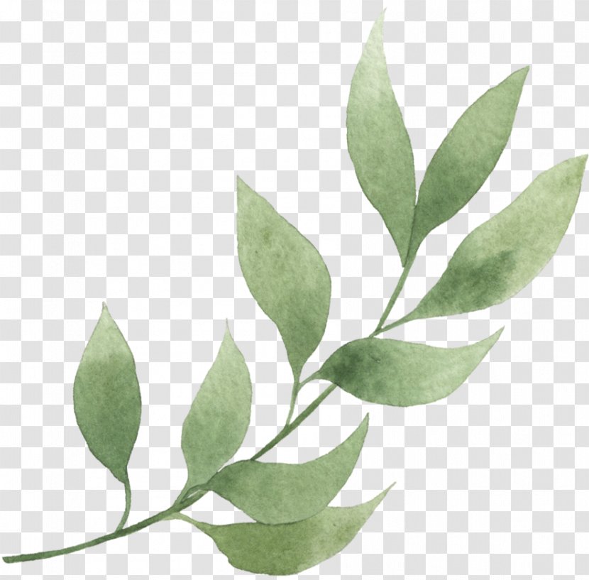 Plant Leaf Flower Tree Bay - Eucalyptus Transparent PNG