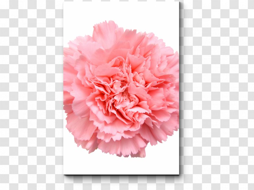 Carnation Cut Flowers Pink - Tulip - Flower Transparent PNG