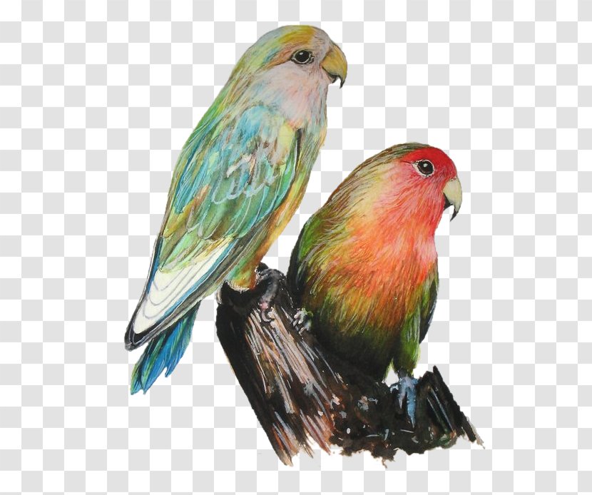 Lovebird Art Photography - Bird Transparent PNG
