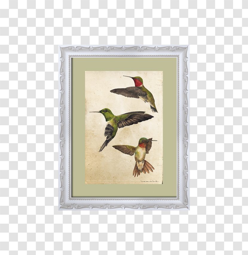 Piciformes Fauna Picture Frames Hummingbird M Beak - Wing - Hoja Verde Transparent PNG