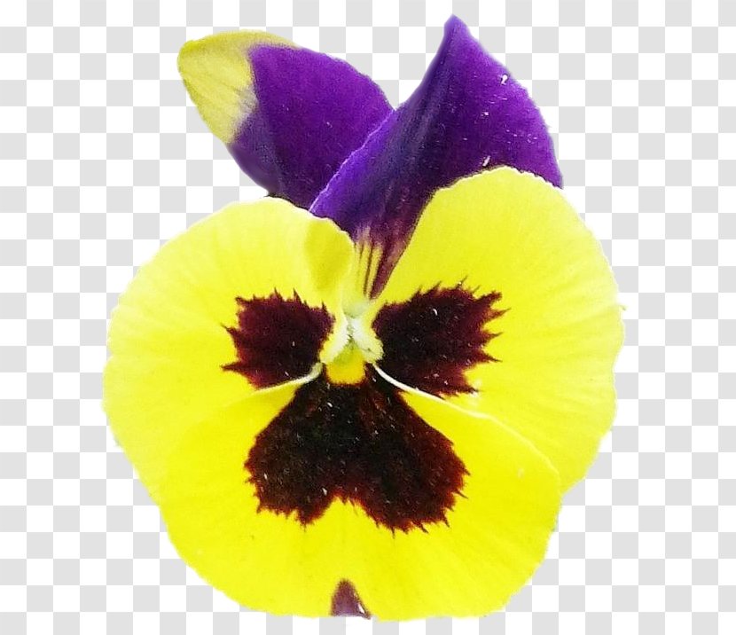 Pansy Close-up - Closeup - Viola Transparent PNG