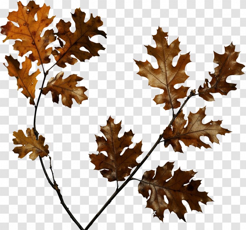 Animation Clip Art - Tree - Autumn Transparent PNG