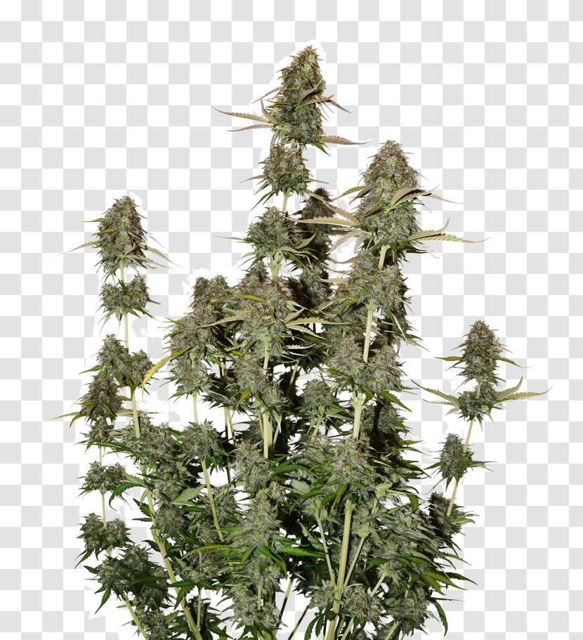 Autoflowering Cannabis Seed Power Station Sativa Harvest - Hsinta Plant Transparent PNG