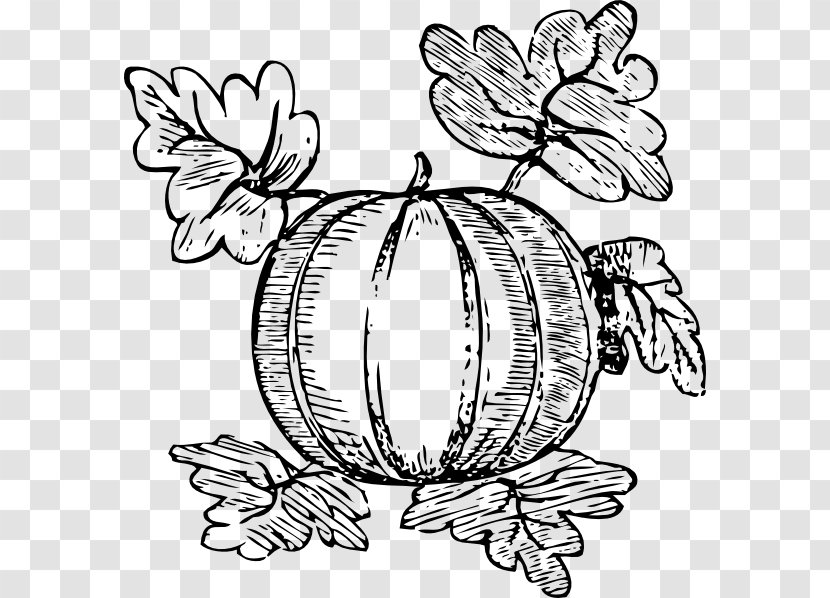 Pumpkin Drawing Clip Art - Jacko Lantern - Melon Transparent PNG