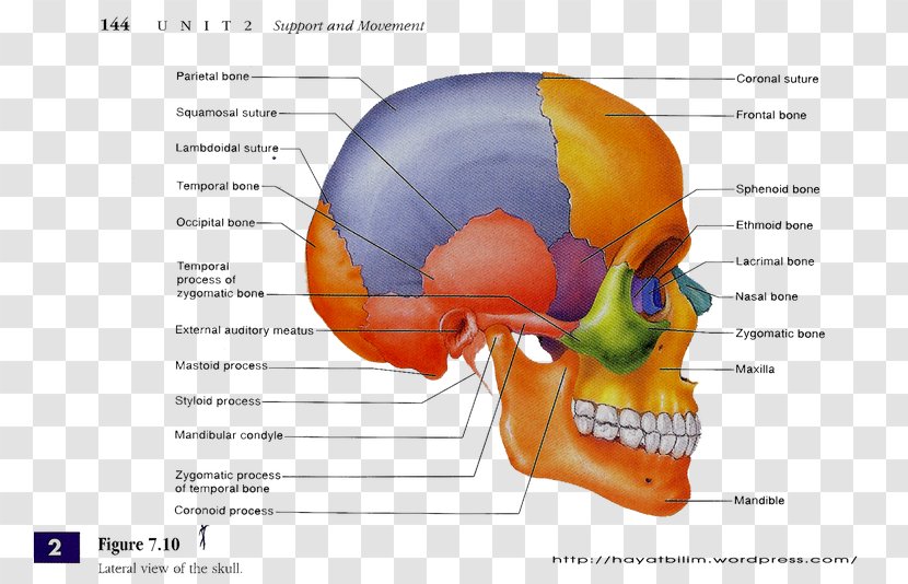 Skull Anatomy Bone Human Body Skeleton - Frame Transparent PNG