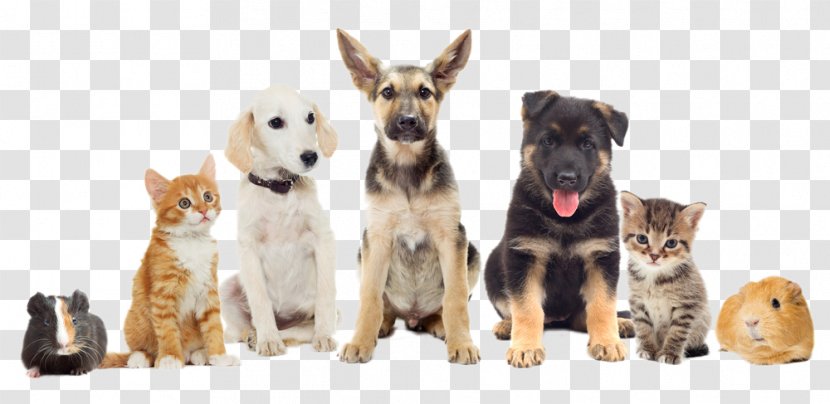 Pet Sitting Dog National Month Veterinarian Transparent PNG