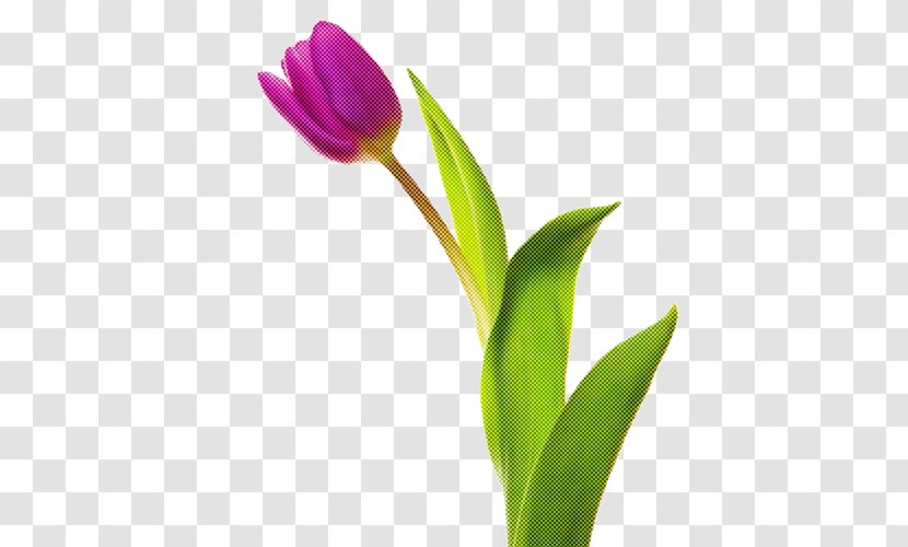 Flower Flowering Plant Tulip Petal - Bud Stem Transparent PNG
