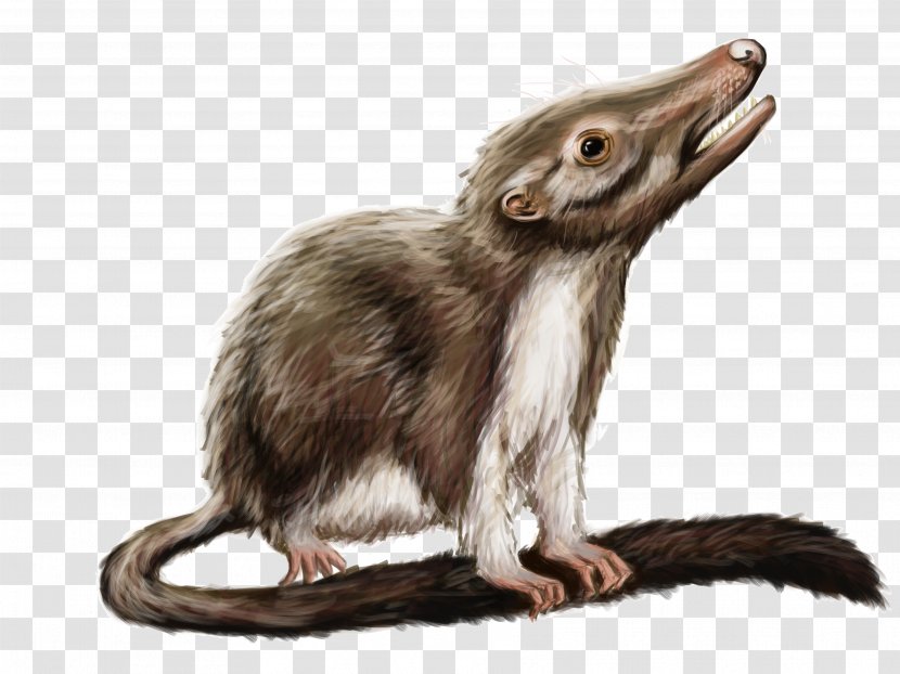 Rat Ancestor Mammal Hamster Phylogenetic Tree - Rodent Transparent PNG
