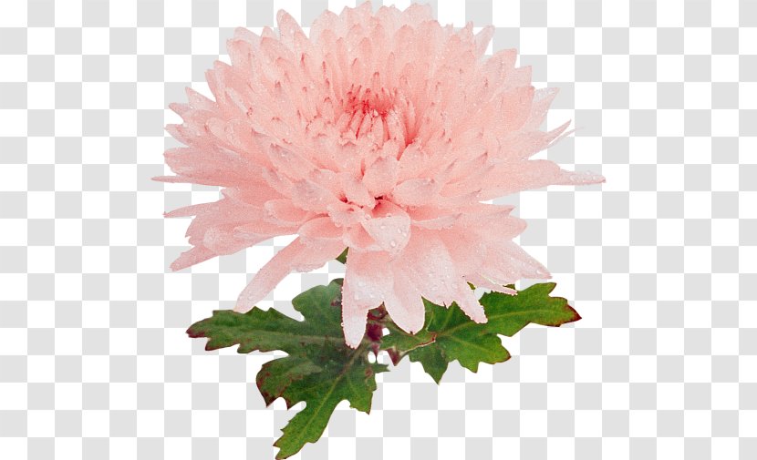 Chrysanthemum Carnation Dahlia Cut Flowers Peony - Peach Transparent PNG