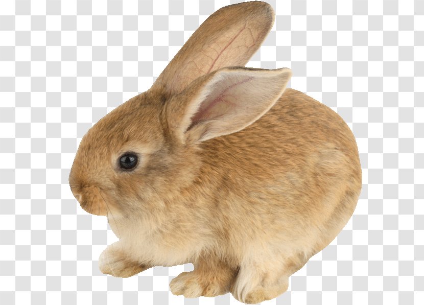 Domestic Rabbit Hare Netherland Dwarf Mini Lop - Beige Transparent PNG
