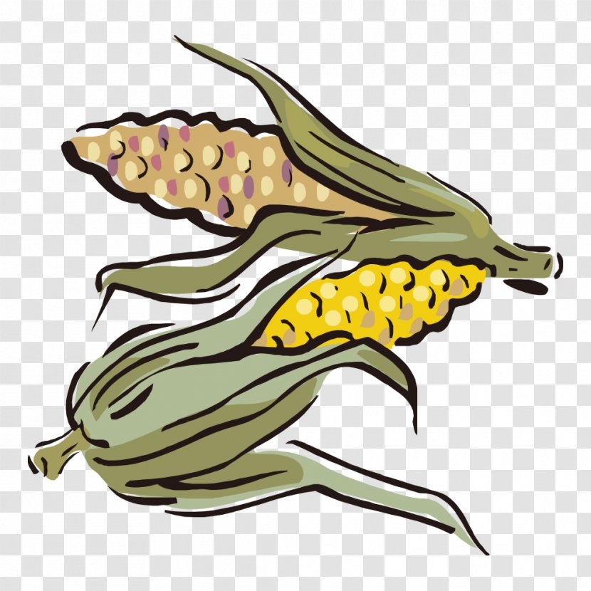 Maize Illustration - Organism - Corn Transparent PNG