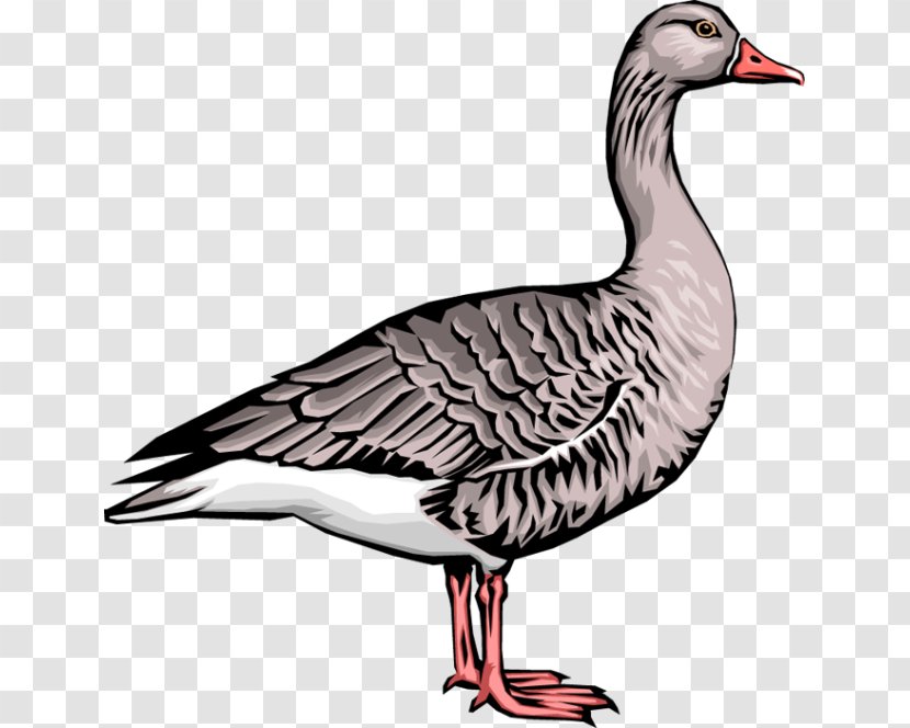 Goose Duck Clip Art - Livestock - Geese Transparent PNG