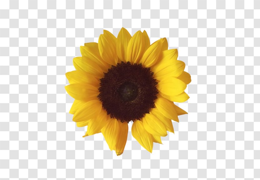 Common Sunflower Clip Art - Flower - Daisy Family Transparent PNG