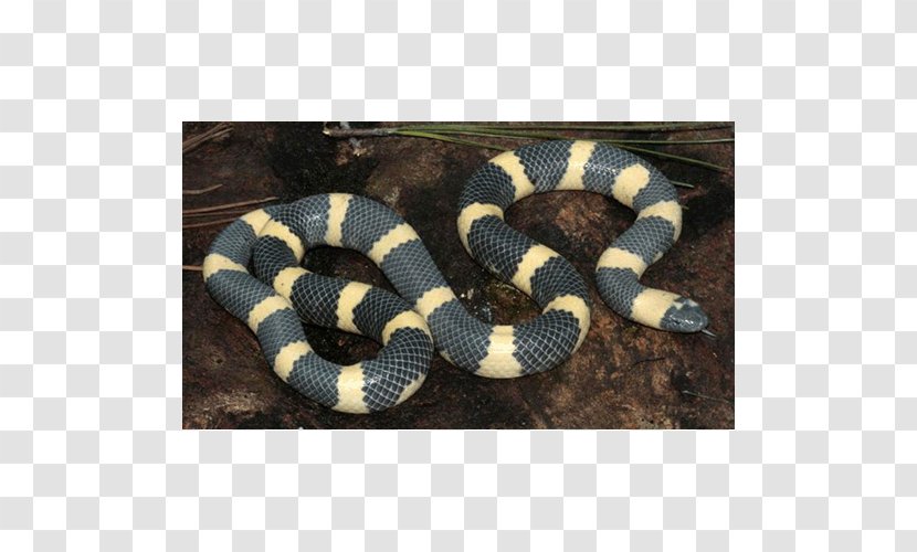 Kingsnakes Hognose Snake Rattlesnake Elapid Snakes Transparent PNG