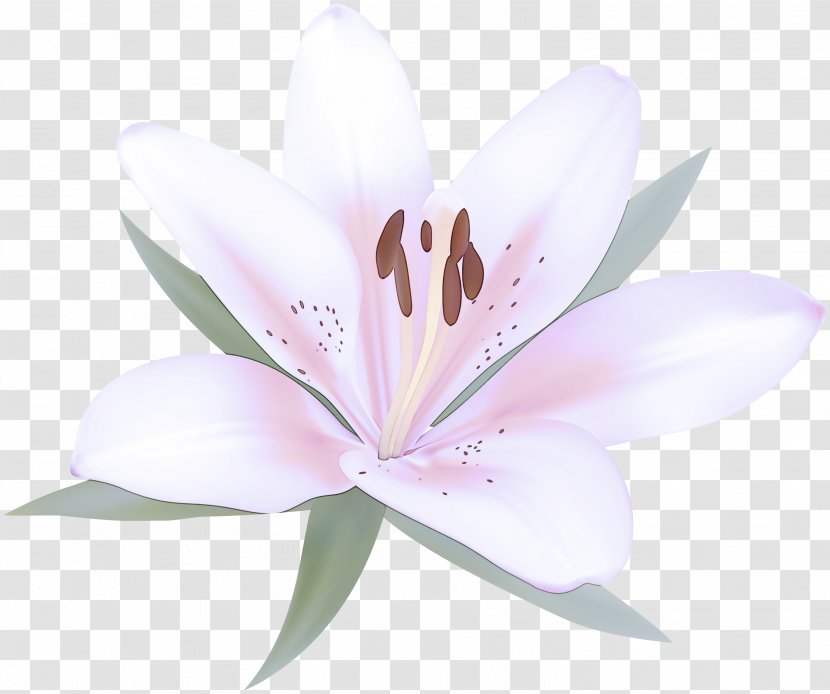 Flowering Plant Petal Flower Lily Pink - Wildflower - Family Transparent PNG