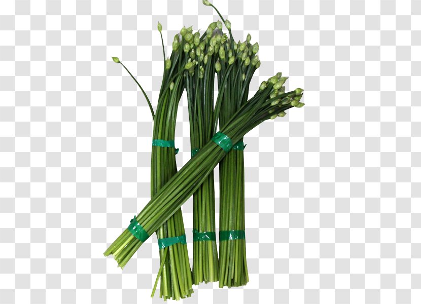 Allium Fistulosum Cabbage Vegetable Garlic Chives Sichuan Cuisine - Food - Crispy Onion Seedlings Transparent PNG