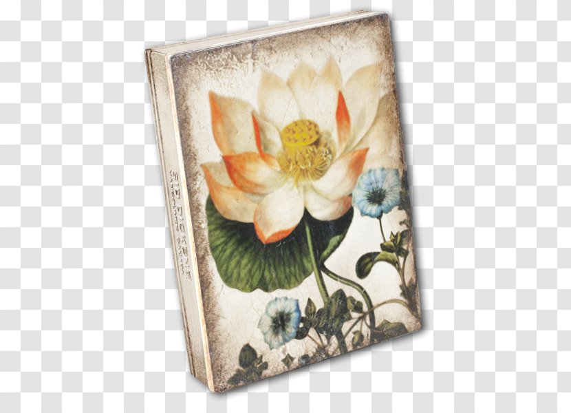 Hierbas Curativas (obras Singulares) Sacred Lotus Herbaceous Plant Still Life Picture Frames - Painting Transparent PNG