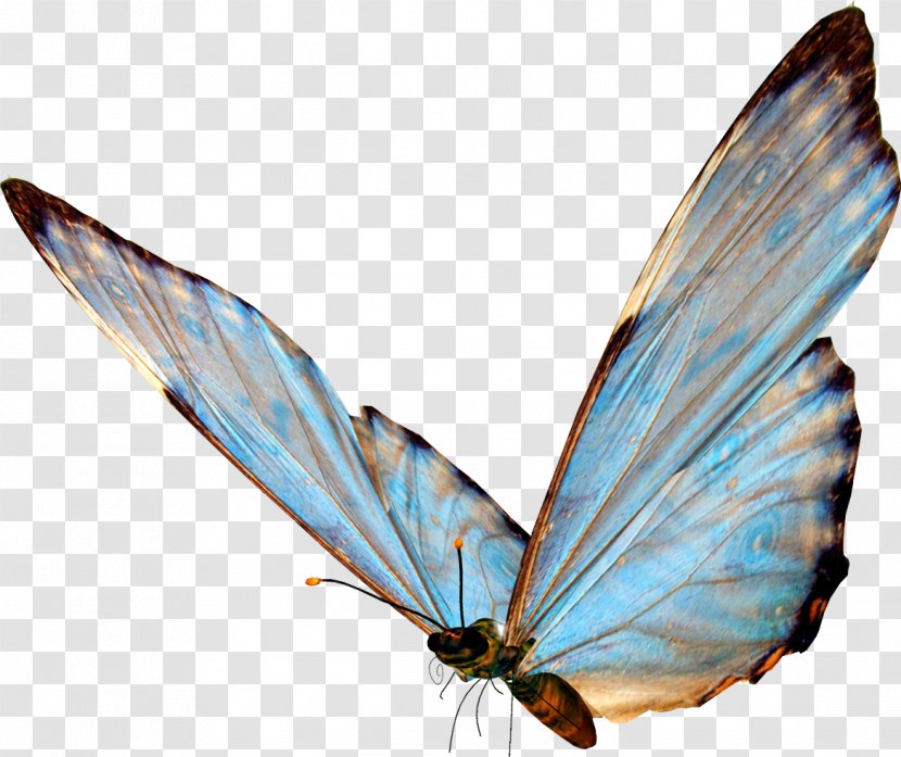 Butterfly Clip Art - Wing - Kartikeya Transparent PNG