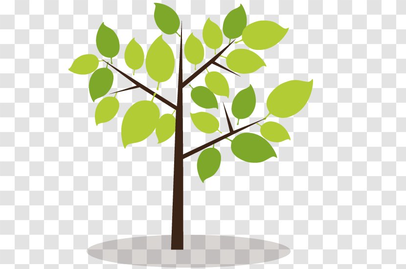 Tree - Woody Plant - Money Transparent PNG