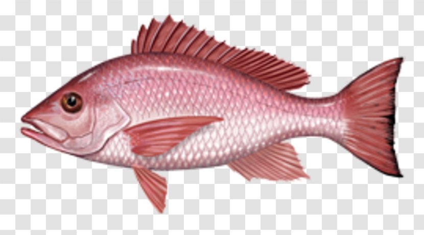 Fishing Northern Red Snapper International Game Fish Association African - Angling Transparent PNG