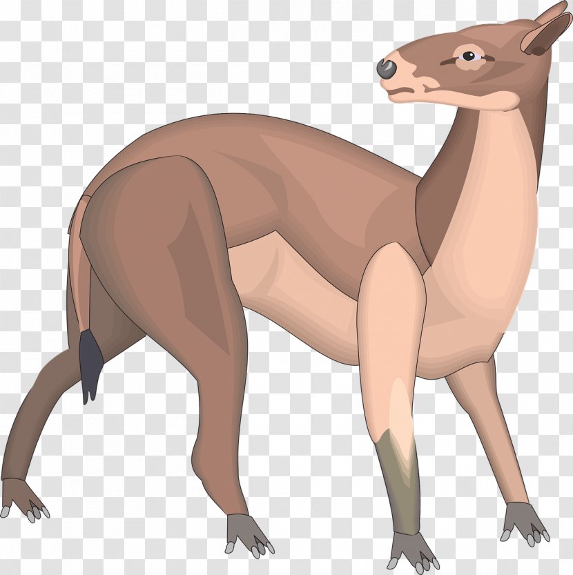 Canidae Macropodidae - Neck - 动物 Transparent PNG