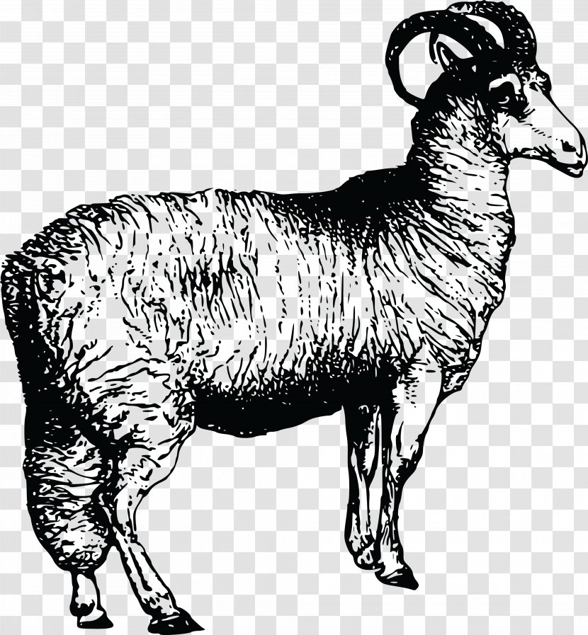 Argali Welsh Mountain Sheep Leicester Longwool Clip Art - Drawing - Vector Transparent PNG