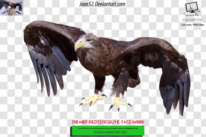 Bald Eagle Bird Desktop Wallpaper - Advertising Transparent PNG
