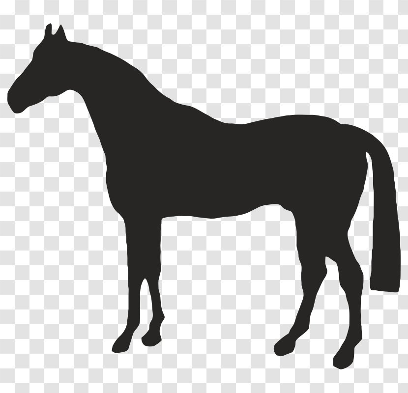American Quarter Horse Drawing Clip Art - Black And White - Supplies Transparent PNG