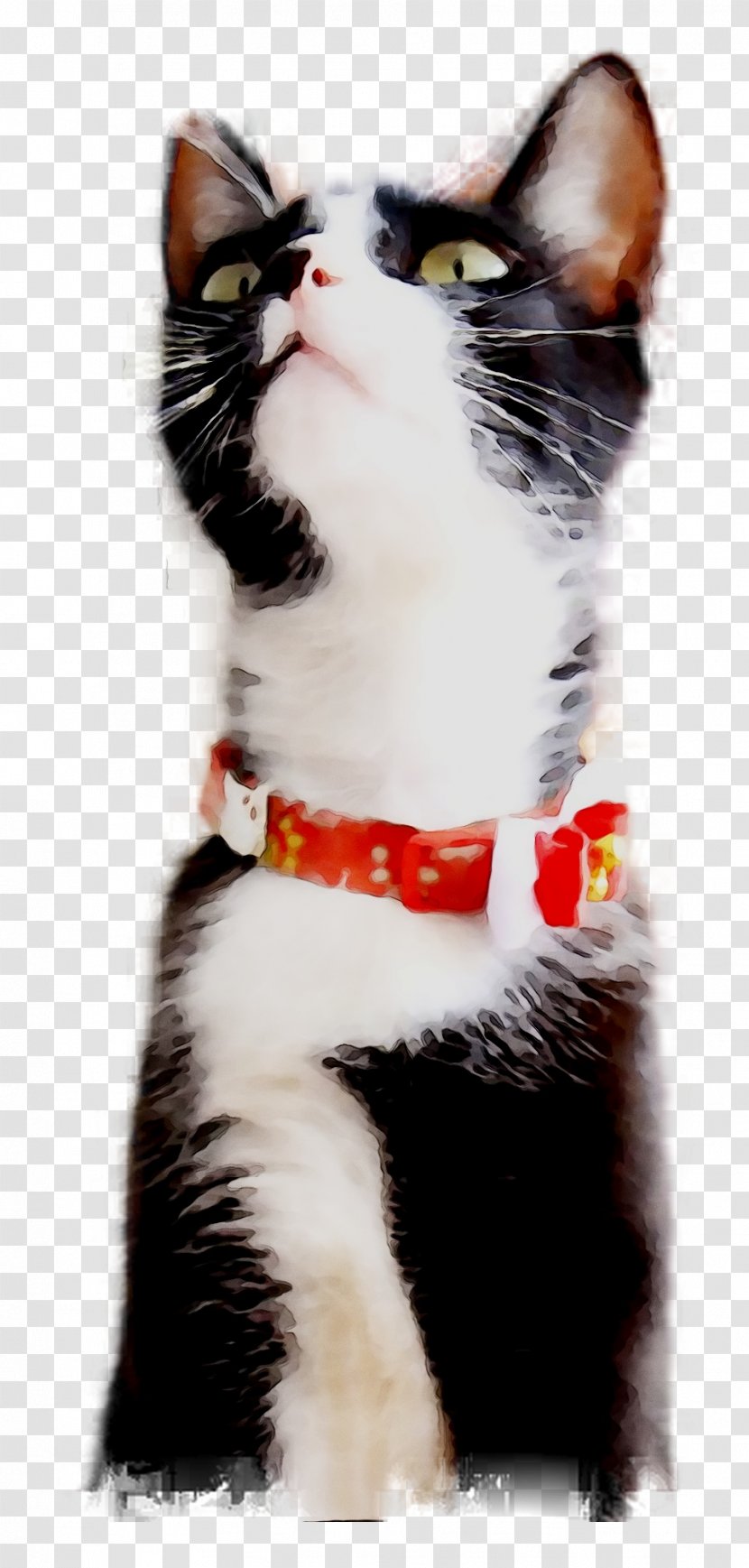 European Shorthair Whiskers American Wirehair Domestic Short-haired Cat Dog - Paw - Snout Transparent PNG