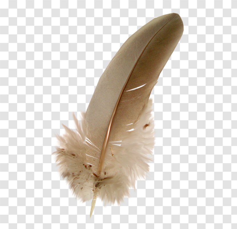 Feather Clip Art - Paintshop Pro - Fond Transparent PNG