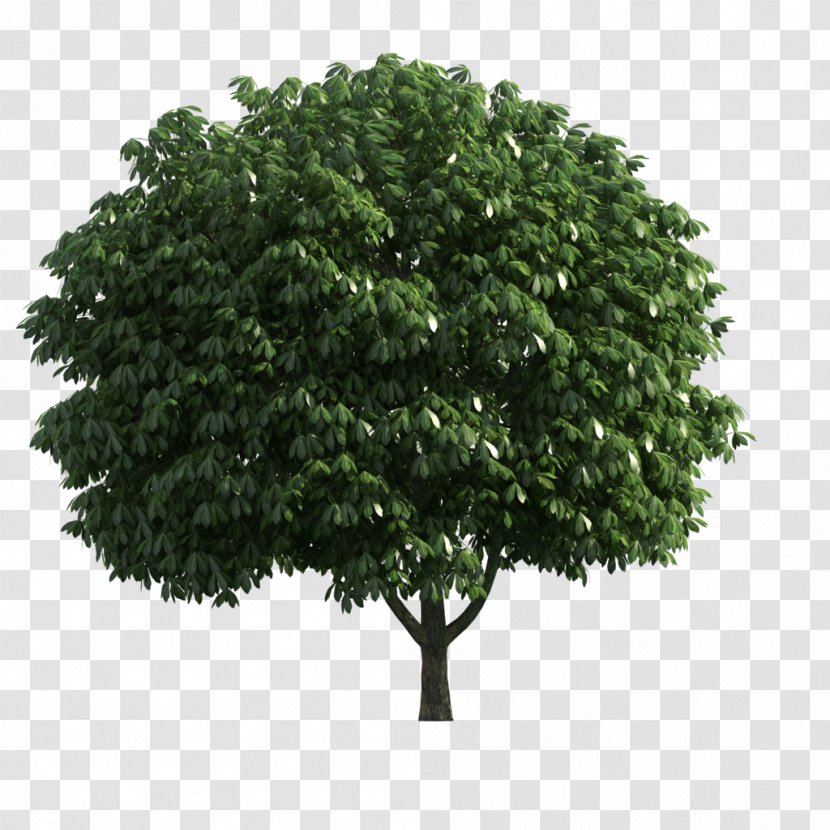 Branch Tree Stock Photography Shrub - Facade Transparent PNG