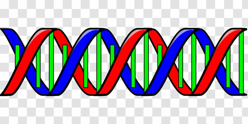 Nucleic Acid Double Helix DNA Clip Art - Structure - Genotype Cliparts Transparent PNG