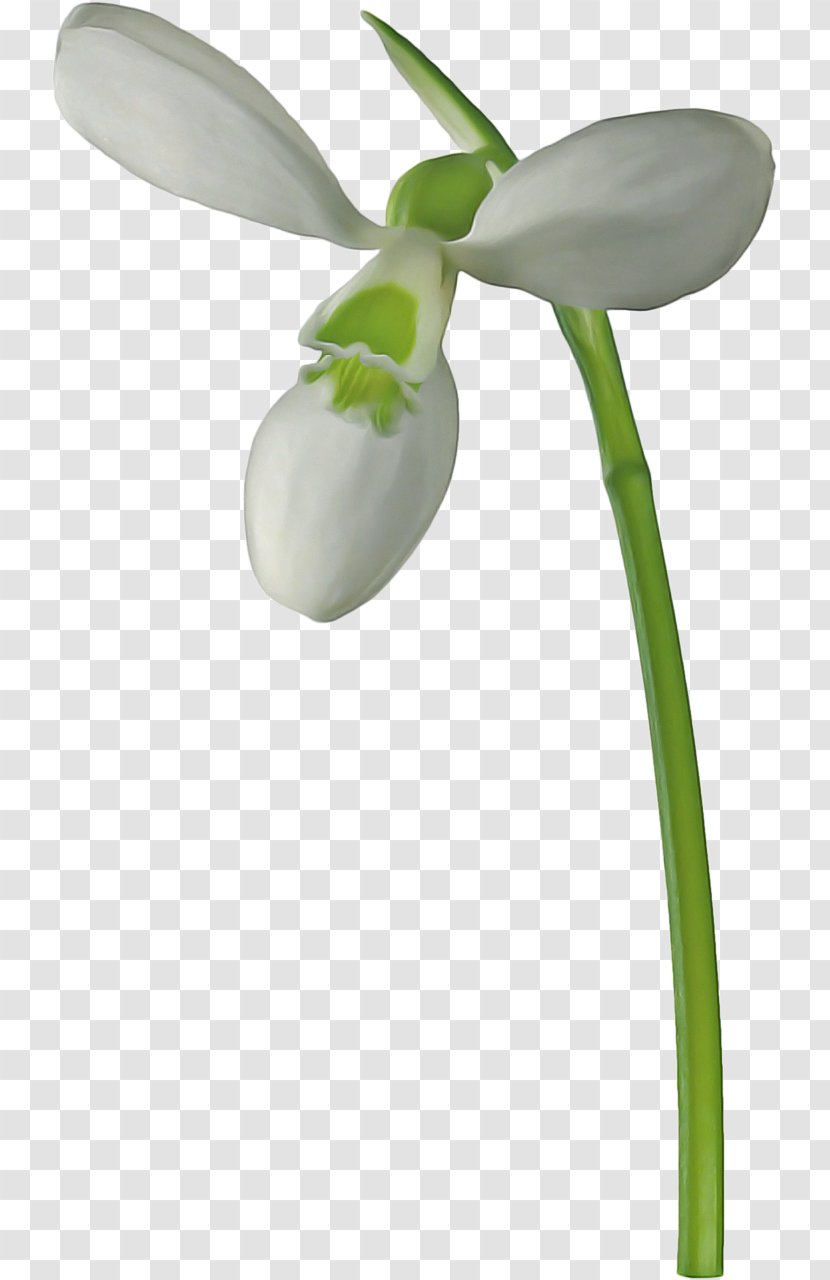 Orchid Flower - Library - Amaryllis Family Transparent PNG