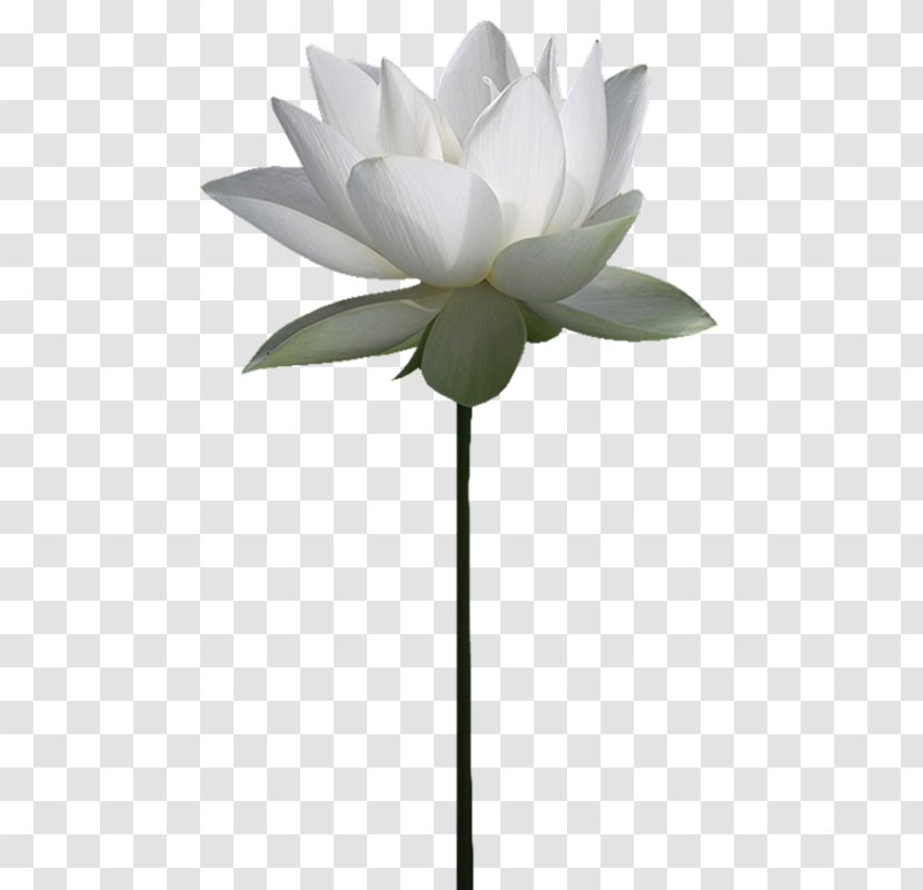 Nelumbo Nucifera File Hosting Service Water Lily Clip Art - Flowering Plant - Stem Transparent PNG