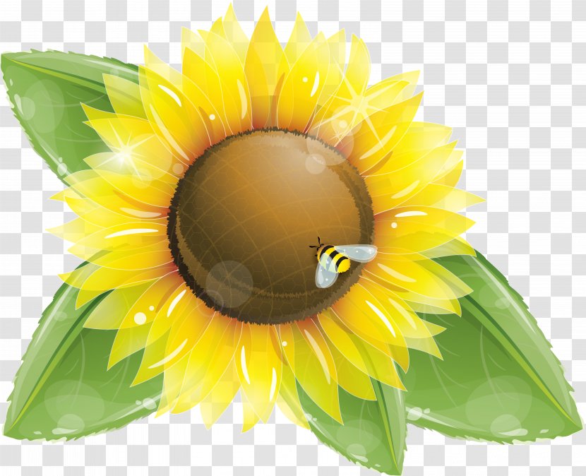 Common Sunflower Seed Transparent PNG