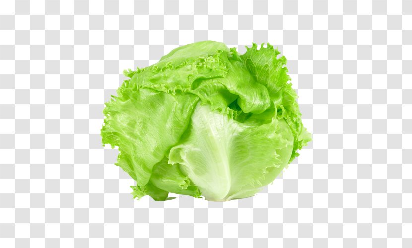 Romaine Lettuce Iceberg Salad Butterhead Vegetable Transparent PNG