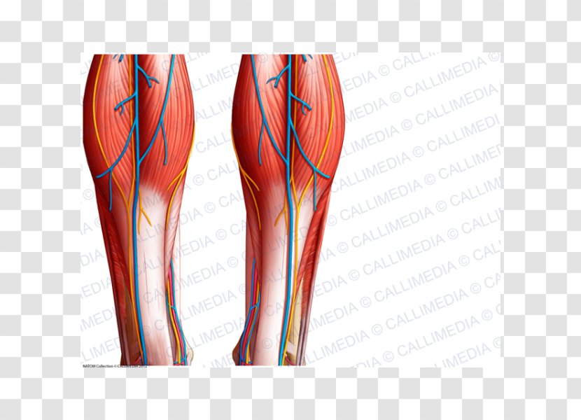 Calf Muscle Blood Vessel Knee Crus - Cartoon - Superficial Temporal Nerve Transparent PNG