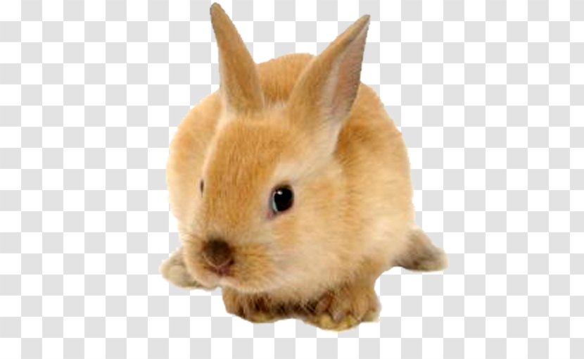 Rabbit Clip Art - Snout - Image Transparent PNG