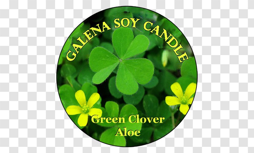 National Symbols Of Ireland, The Republic Ireland And Northern Shamrock Flower Floral Emblem - Plant - Green Promotions Transparent PNG
