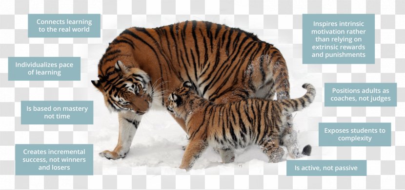 Siberian Tiger Temple Felidae Sumatran - Bengal Transparent PNG